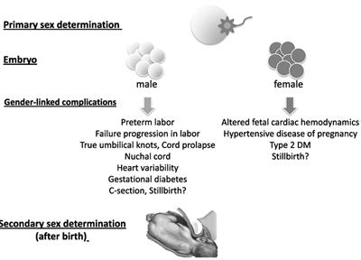 Influence of Sex on Gestational Complications, Fetal-to-Neonatal Transition, and Postnatal Adaptation